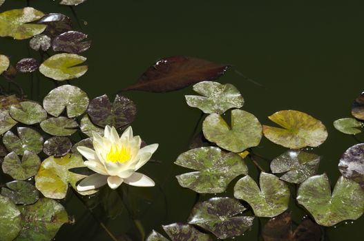 Water lily flower and leaf in pond