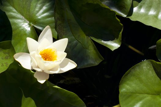 Water lily flower and leaf in pond