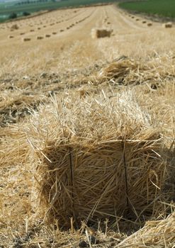 Bale of straw and harvested field .