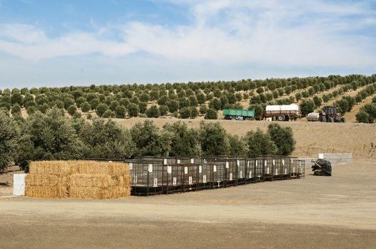 Olive plantation.Tractors and machinery