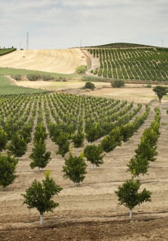 Young orange trees planted in rows