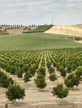 Young orange trees planted in rows