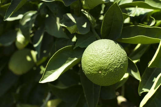 Green orange unripe fruit on branch