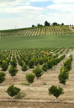 Young orange trees planted in rows