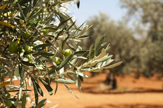 Olive plantation and olives on branch. Foreground