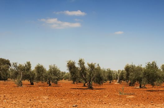 Olive trees in plantation. Rows of trees