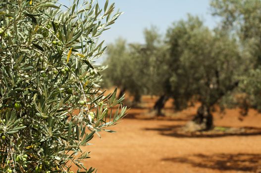 Olive plantation and olives on branch. Foreground