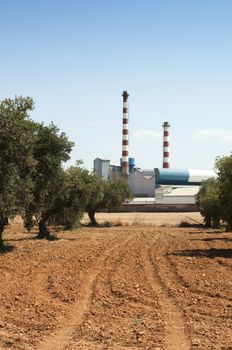 Olive trees and factory on the background