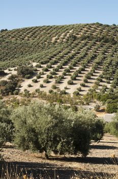 Olive trees in plantation. Rows of trees