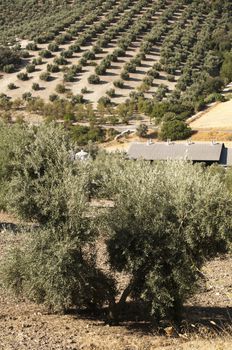 Olive trees in plantation. Rows of trees