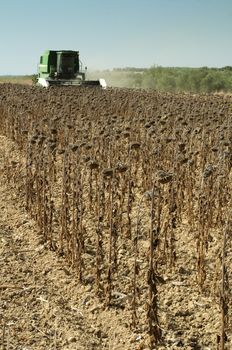 Harvester reaps sunflowers.