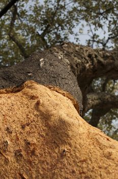 A corkwood tree. Commiphora spp.