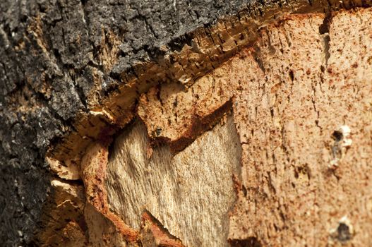 Cork crust. Natural piece of wood