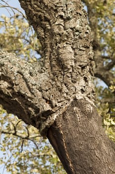 A corkwood tree. Commiphora spp.