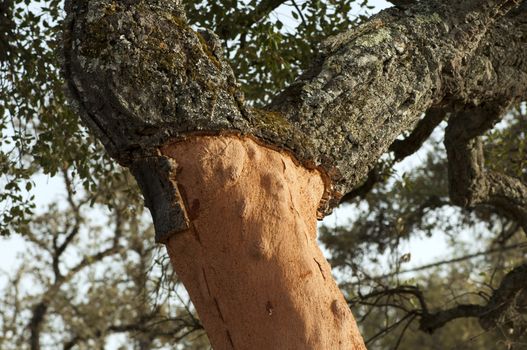 A corkwood tree. Commiphora spp.