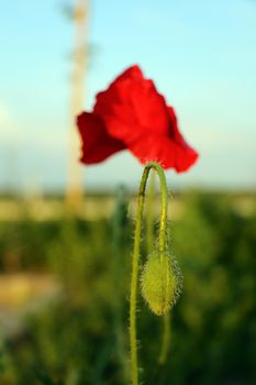 Poppy flowers field. Rural landscape with red wildflowers