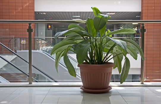 Office plants. Flower pot in office building