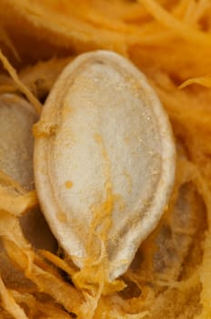 Seeds inside the pumpkin. Very close up