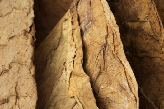 Dried tobacco leaves, fine details closeup