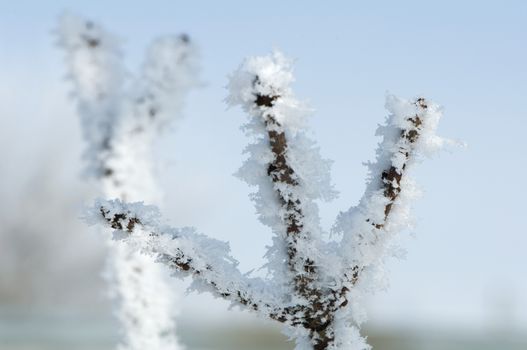 Snowy tree trunks. Snow and frost