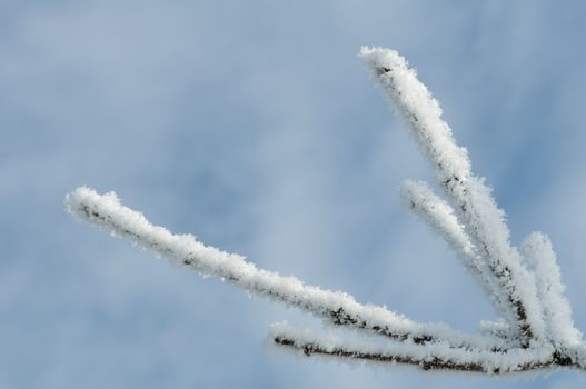 Snowy tree trunks. Snow and frost