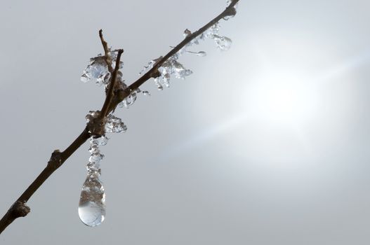 Frozen dew drops on a tree branch