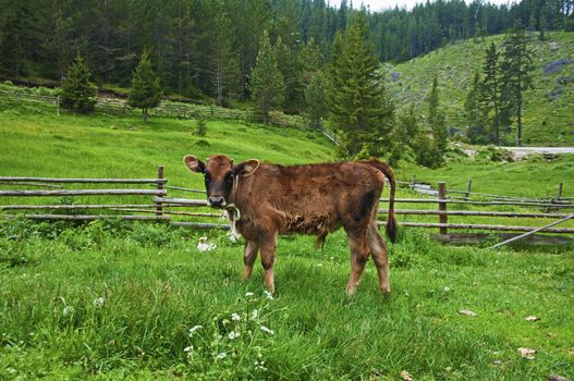 Brown young calf in green mountain meadow