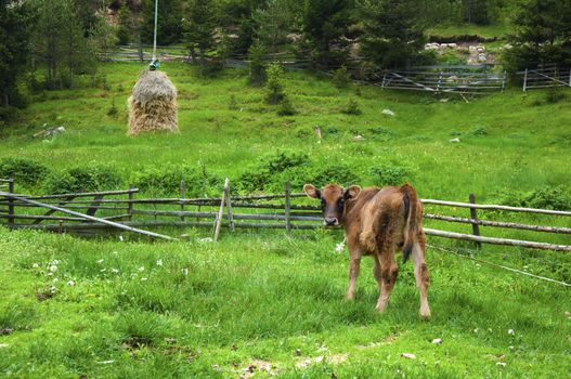 Broun young calf in green mountain meadow