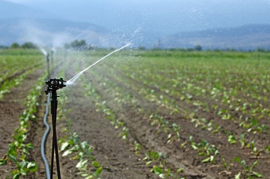 Irrigation on Agricultural land