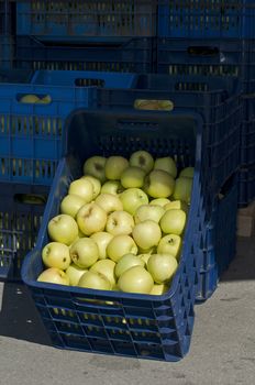 Apples in crates  in Wholesale market