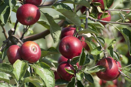 Apple tree with red apples