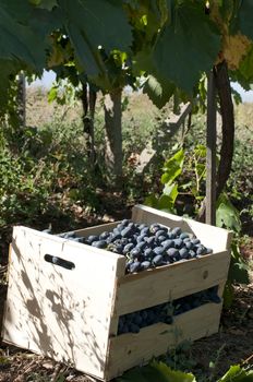 Crate of grapes in vineyards. Red grape