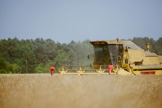 Combine harvesting the rape field at summer
