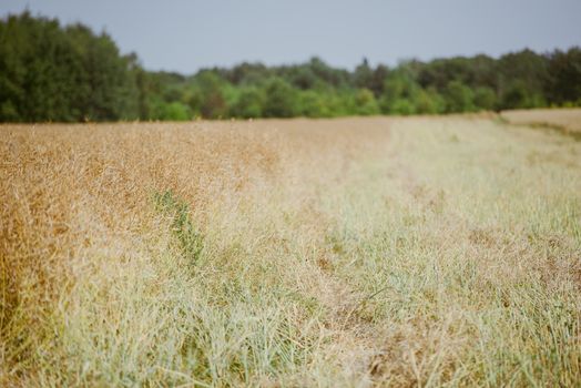 Rape field almost ready to harvesting at summer