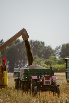 Combine harvesting the rape field at summer