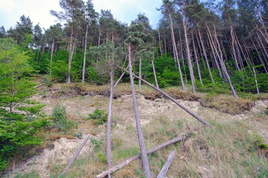 Beach slope with endless fir forests at Baltic sea