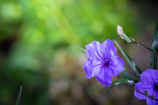 The background image of the colorful flowers, background nature