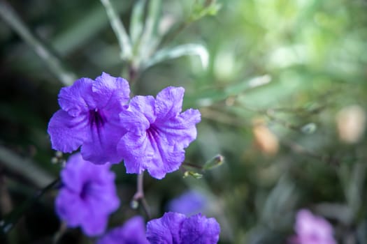 The background image of the colorful flowers, background nature