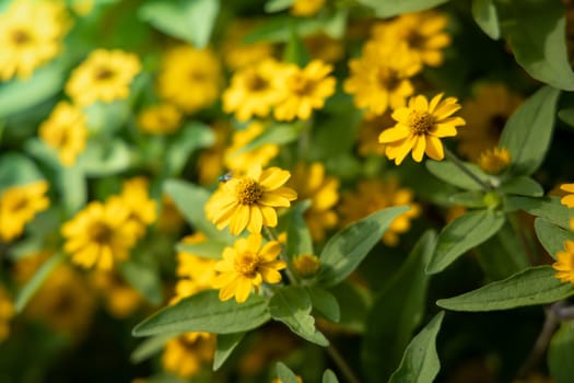 The background image of the colorful flowers, background nature