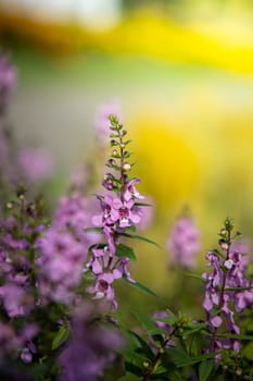 The background image of the colorful flowers, background nature