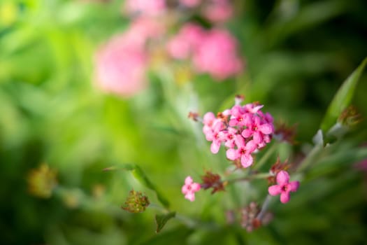 The background image of the colorful flowers, background nature