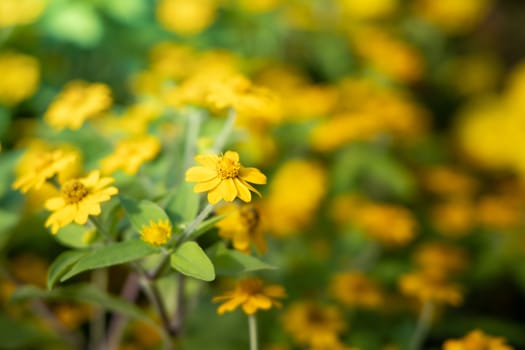 The background image of the colorful flowers, background nature