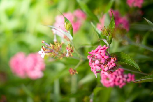 The background image of the colorful flowers, background nature