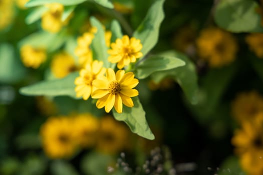 The background image of the colorful flowers, background nature