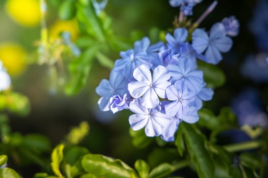 The background image of the colorful flowers, background nature