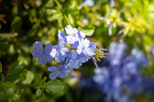 The background image of the colorful flowers, background nature