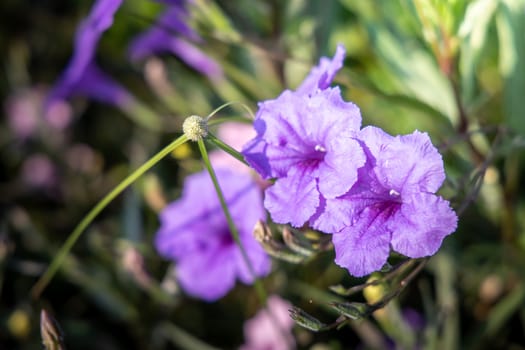 The background image of the colorful flowers, background nature