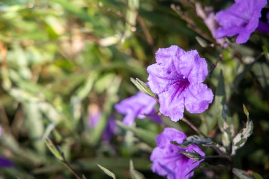 The background image of the colorful flowers, background nature