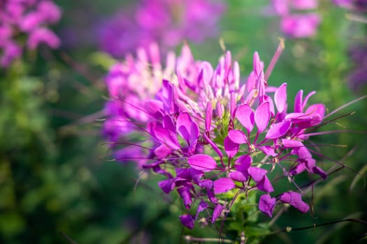 The background image of the colorful flowers, background nature