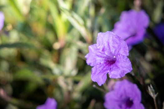 The background image of the colorful flowers, background nature